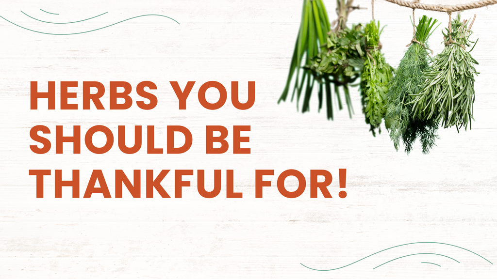 Herbs You Should be Thankful for!